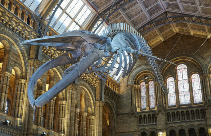 Natural History Museum releases 2018 supplier list